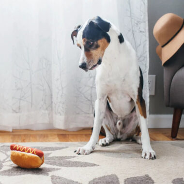Žaislas šuniui Hotdogas