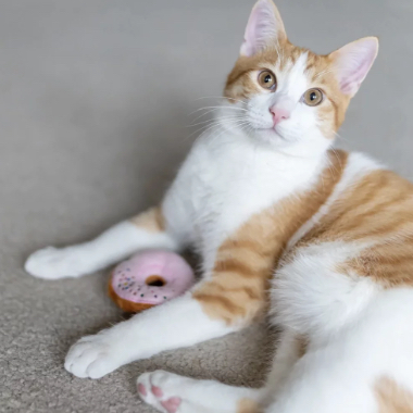 Žaislai katei Kačiuko spurgos 3 vnt.